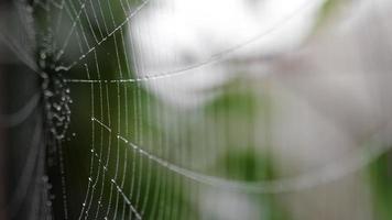 dichtbij omhoog visie van spin web gedekt met druppels van vochtig. rek focus. video