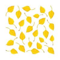 Vector illustration of autumn birch leaves. Yellowing leaves. Pattern.