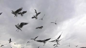 gaivota voando no lindo céu video