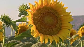 zonnebloemen in het veld video