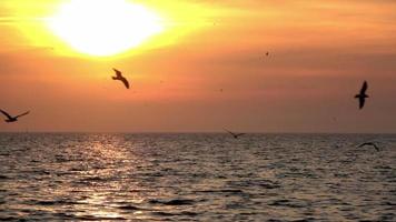 gaivota voando no lindo céu video