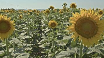 Sunflowers in the field video
