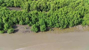 Aerial view of mangrove trees by the murky sea with waves crashing. Drone Videos 4K