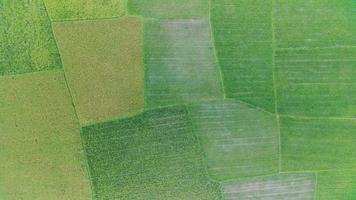 vista aérea de la granja en arrozales para cultivo. textura natural para fondo de video de drones 4k