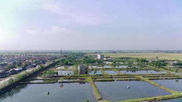 Aerial view of farmed fish ponds river on the outskirts of the village in the morning sunrise. Drone Video 4K