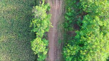 Luftaufnahme eines Lehmwald-Landwegs, umgeben von Fabaceae-Bäumen und Reisfeldern, große Regenbäume, die Samanea blühen. 4k-Videodrohne video