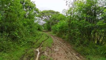caminho de campo de floresta de argila cercado por árvores fabaceae, estrada de terra vermelha belas paisagens. vídeo 4k video