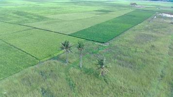 Luftaufnahme von drei einzigartigen Kokospalmen inmitten grüner Reisfelder auf dem Land. Spiralvideodrohne 4k video