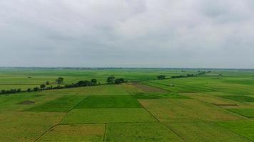 antenne visie van boerderij in rijstveld veld- voor teelt. natuurlijk structuur voor 4k dar video achtergrond