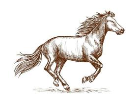 White horse running gallop sketch portrait vector