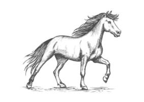 White horse stomping hoof sketch portrait vector