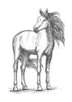 White horse standing with turned head vector