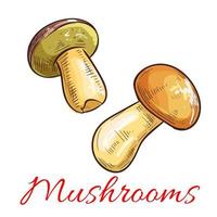 Mushrooms vector sketch vegetarian food