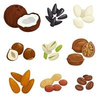 Nuts, grain and kernels vector icons