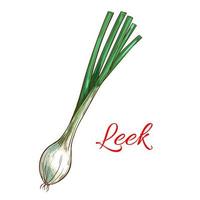 Leek vegetable plant vector isolated sketch icon