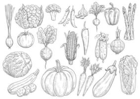 verduras, vector, bosquejo, aislado, iconos vector