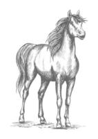 Horse foal or proud stud vector sketch for racing