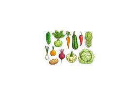 conjunto de bocetos aislados de vegetales para el diseño de alimentos vector