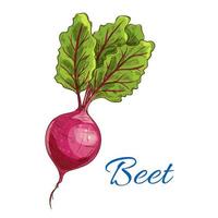 Beet icon. Fresh farm vegetable tuber with leaves vector