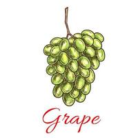 Grape bunch of green, white grapes. Sketch icon vector