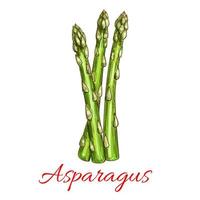 Asparagus vegetable stem isolated sketch vector