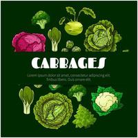 Cabbage vegetable poster for food design vector