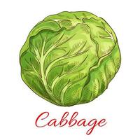 Cabbage vegetable vector isolated sketch