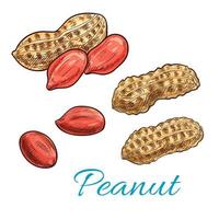 Peanut isolated sketch of fresh groundnut vector