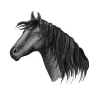 retrato de boceto de cabeza de caballo vector