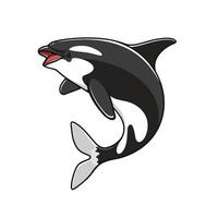 Grampus or orca, jumping killer whale vector