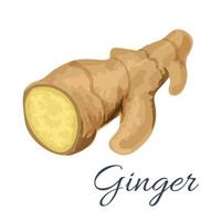 Ginger root spice isolated icon vector