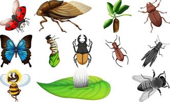 colección de diferentes tipos de insectos vector