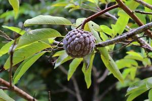 Close up of different fruits hanging on trees taken on the Seychelles islands photo