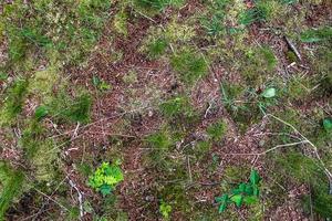 Detailed close up view on a forest ground texture with moss and branches photo