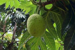 Close up of different fruits hanging on trees taken on the Seychelles islands photo