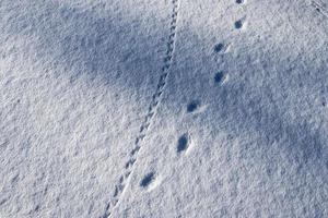 Footprints of animals and birds in fresh white snow in winter photo