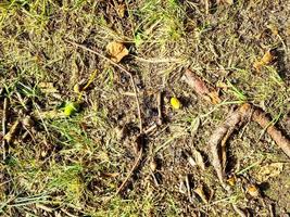 Detailed close up view on a forest ground texture with moss and branches photo