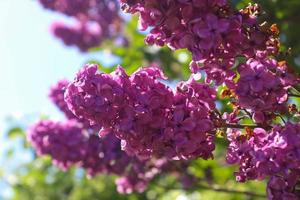 árbol lila syringa vulgaris frente a un cielo azul claro durante la primavera en un día soleado foto