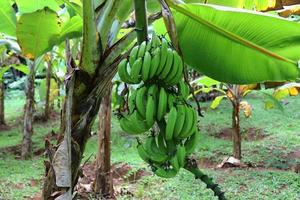 primer plano de diferentes frutas colgando de los árboles tomados en las islas seychelles foto