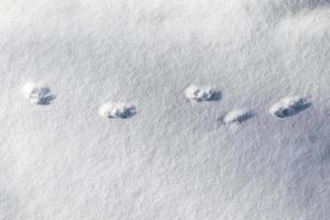 Footprints of animals and birds in fresh white snow in winter photo