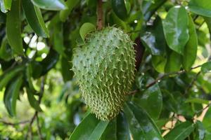 Close up of different fruits hanging on trees taken on the Seychelles islands photo