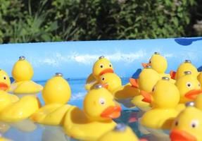 Selective focus. Many yellow rubber ducks swimming in circles in a pool. photo