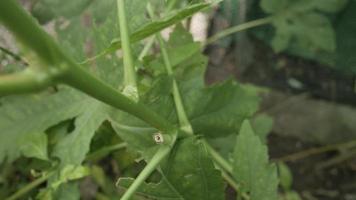 visie van okra's bladeren. groen boom bladeren in tuin video