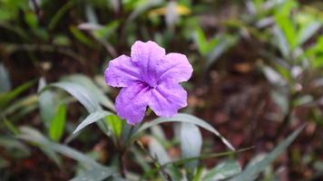 Purple flower, green tree and leaf texture photo