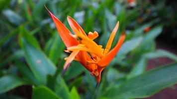 Beautiful flower, green tree and leaf texture photo