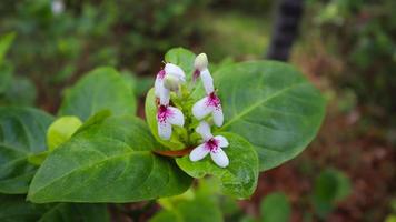 Beautiful flower, green tree and leaf texture photo