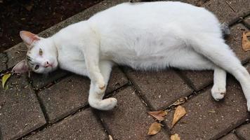 White cat playing in the garden photo