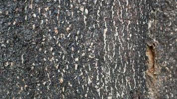 Tree bark pattern and texture photo