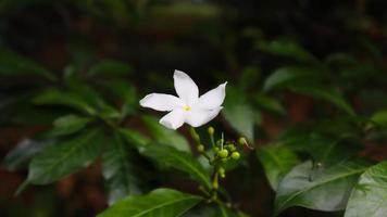 White flower, green tree and leaf texture photo