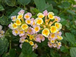 Lantana camara common lantana is a species of flowering plant in the verbena family Verbenaceae, native to tropical America. photo